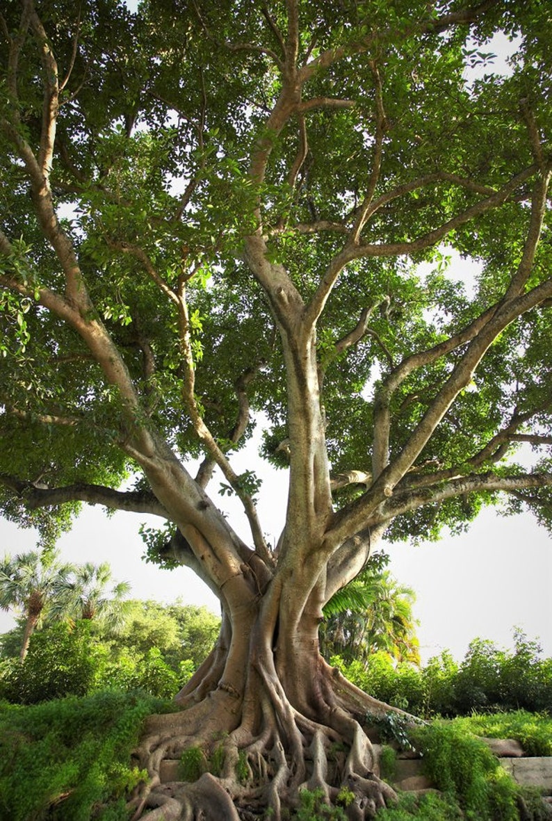 Ficus Religiosa sacred Fig Bodhi Tree 100seeds. Etsy
