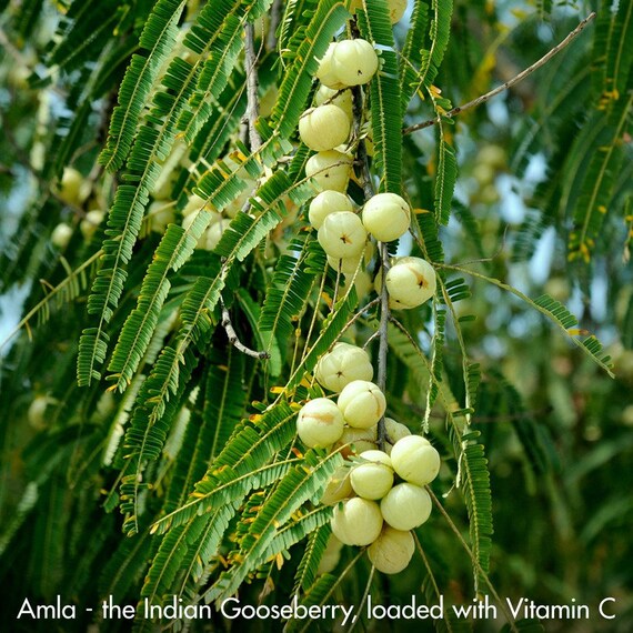 Phyllanthus Emblica Amla 25seeds Etsy