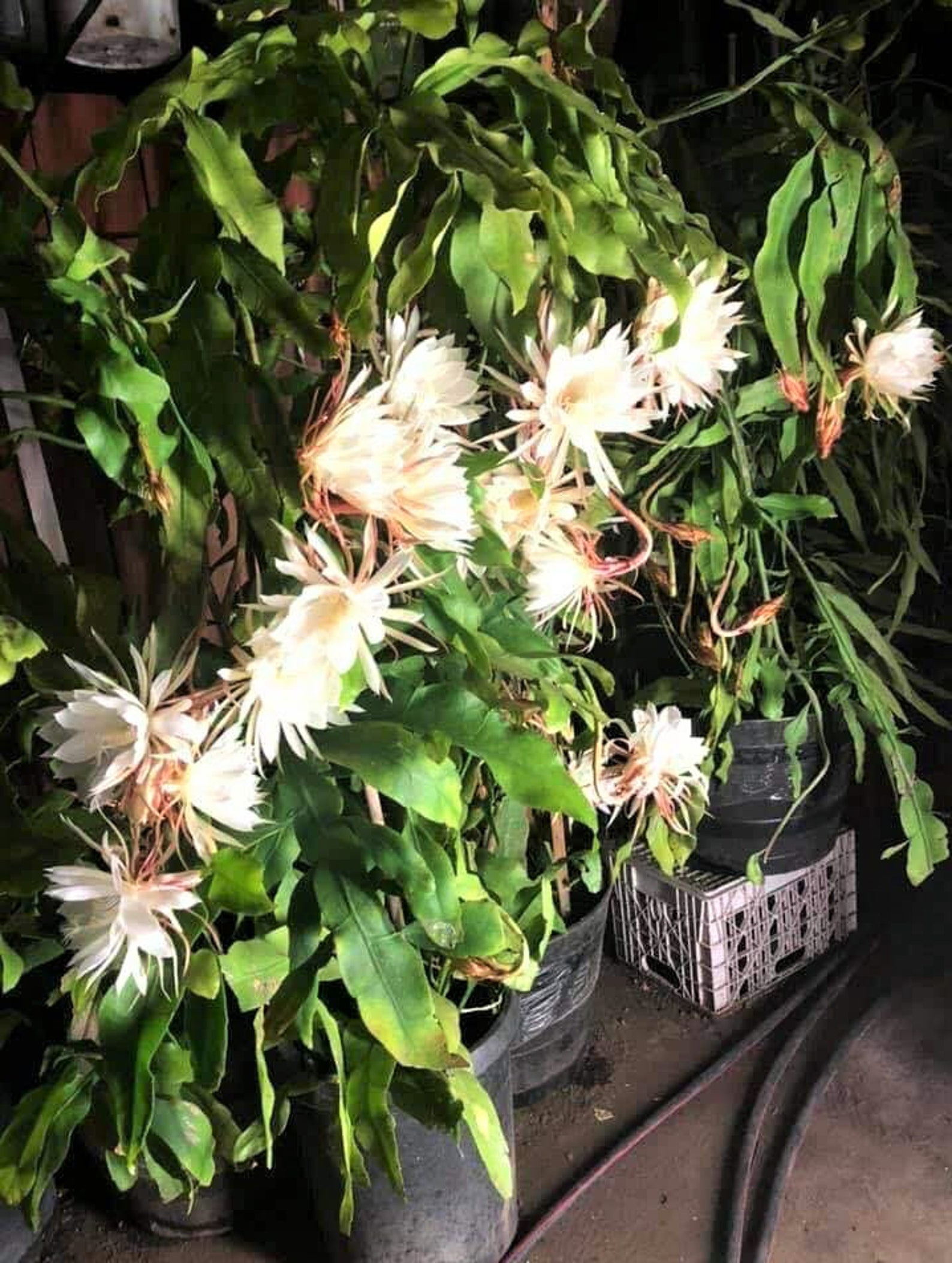 epiphyllum oxypetalum fruit