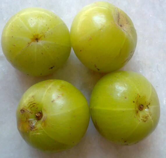 PHYLLANTHUS EMBLICA AMLA 10 SEMI