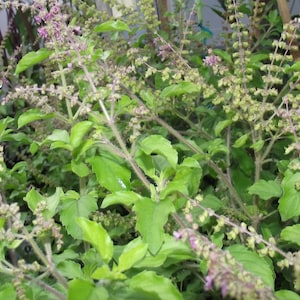 Ocimum tenuiflorum, Ocimum sanctum, Holy basil, or Tulsi 200+ Seeds