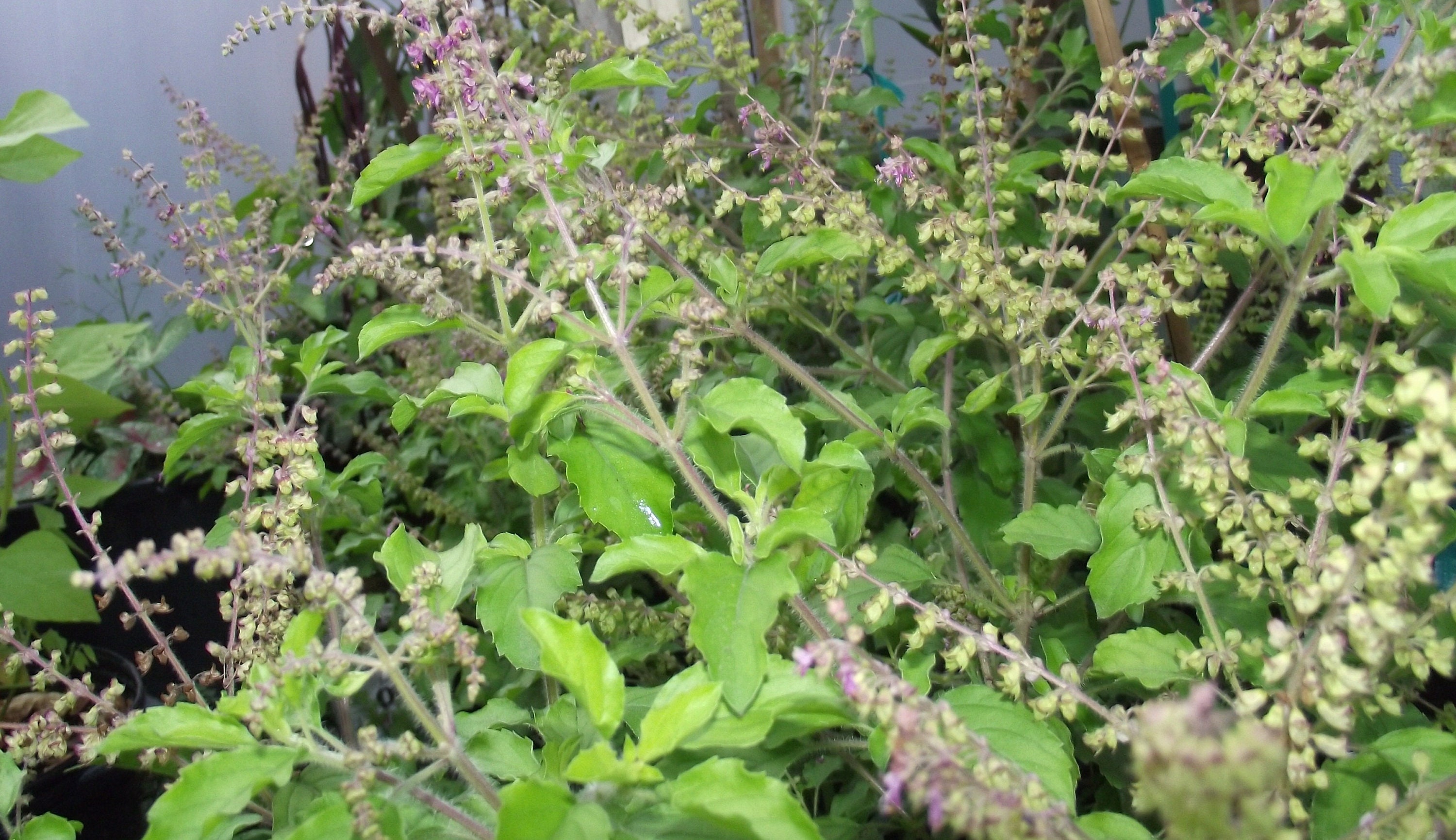 Ocimum Tenuiflorum, Ocimum Sanctum, Holy Basil, or Tulsi 200+ Seeds - Etsy