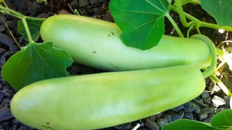 Bottle Gourd Hybrid 10 Seeds. Etsy Canada