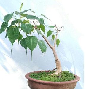 Peut inclure: Un petit bonsaï avec des feuilles vertes dans un pot brun. L'arbre pousse sur un fond blanc.