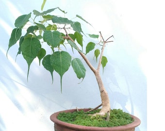 Ficus Religiosa (Sacred Fig , Bodhi Tree) 100+Seeds.