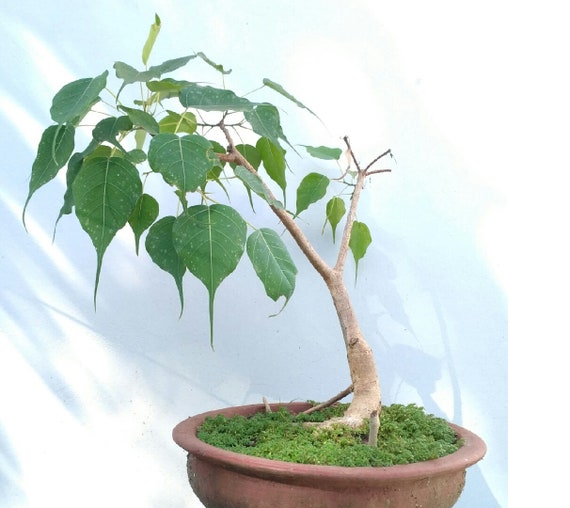 Ficus Religiosa sacred Fig Bodhi Tree 100seeds. Etsy