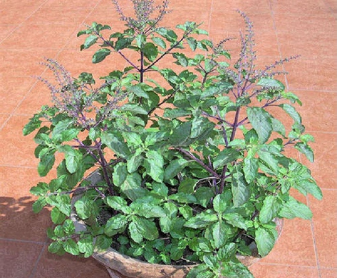 Ocimum Tenuiflorum, Ocimum Sanctum, Holy Basil, or Tulsi 200+ Seeds - Etsy