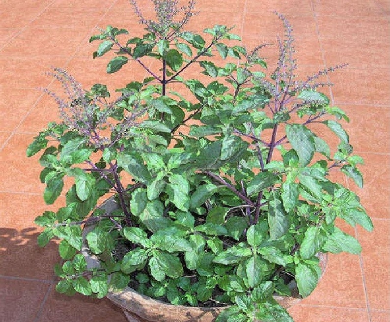 Ocimum Tenuiflorum Ocimum Sanctum Holy Basil or Tulsi 200 | Etsy Canada
