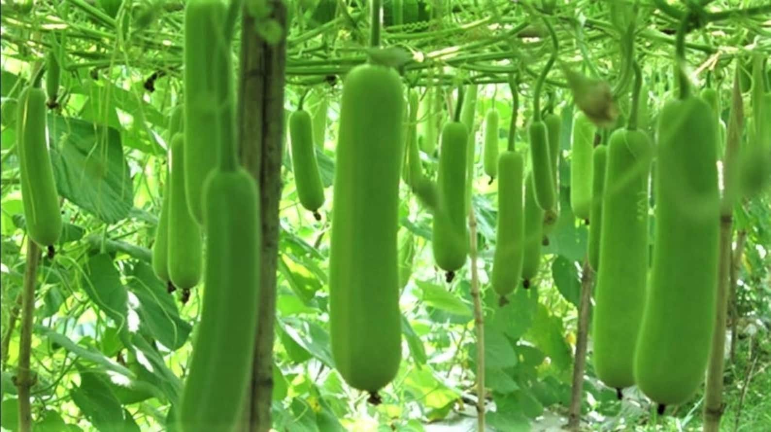 Bottle Gourd Hybrid 10 Seeds. Etsy Canada
