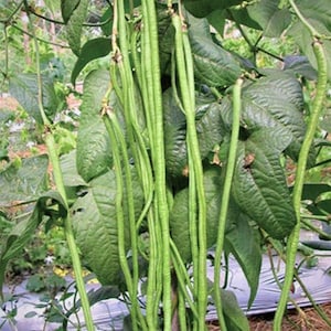 May include: A close-up of a long bean plant with many green beans growing on it. The beans are hanging down from the plant and are surrounded by green leaves.
