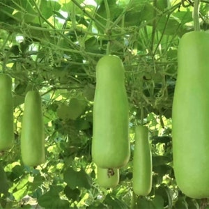 Peut inclure: Gros plan sur plusieurs courges longues et vertes suspendues à une vigne. Les courges sont lisses et ont une forme légèrement pointue.