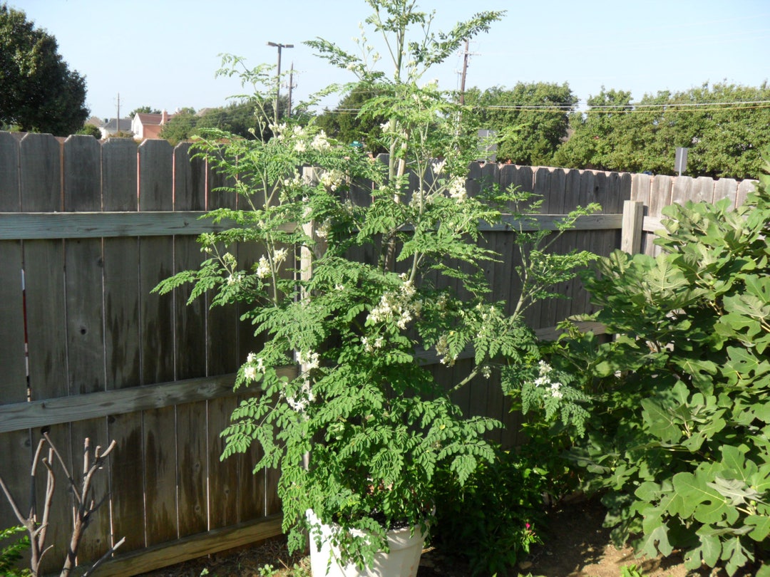 Moringa Oleifera Hybrid PKM1 drumstick Tree 5 Seedspods Etsy