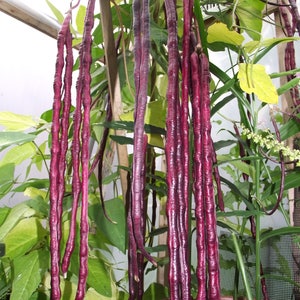 May include: A close-up of a bunch of long, purple runner beans growing on a vine. The beans are hanging down from the vine and are surrounded by green leaves.