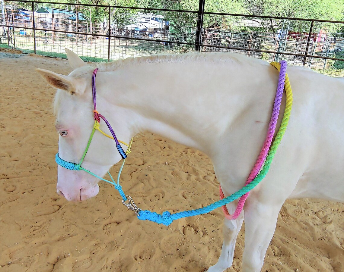 Design Your Own Halter Custom Rope Halters for Horses Etsy