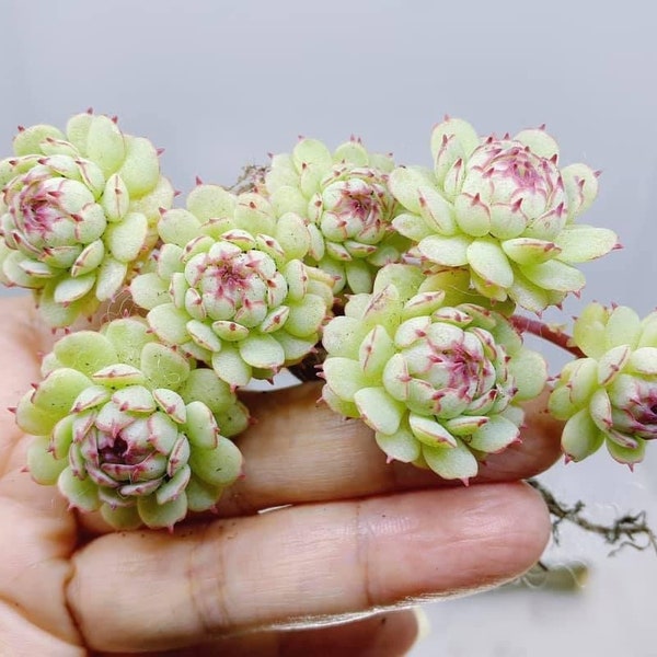 Rare Succulent Seed Etsy