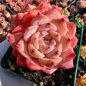 Rare Succulent: Imported  echeveria Crystal Mojito thick powder pink  live plant houseplant