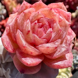 Rare Succulent: Imported  variegated + monstrous echeveria Ice Jenny pink purple dark heart (white pink in summer) live plant houseplant