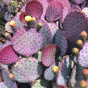 Rare succulent: Purple Succulent Cactus Opuntia Santa Rita Opuntia Violacea Opuntia Amethyst Wave Prickly Pear live plant houseplant