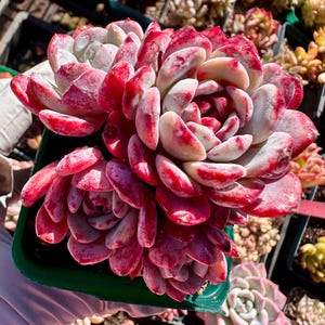 Rare Succulent: Imported Succulent  echeveria White clothes Christmas  HUGE cluster thick powder pink live plant houseplant