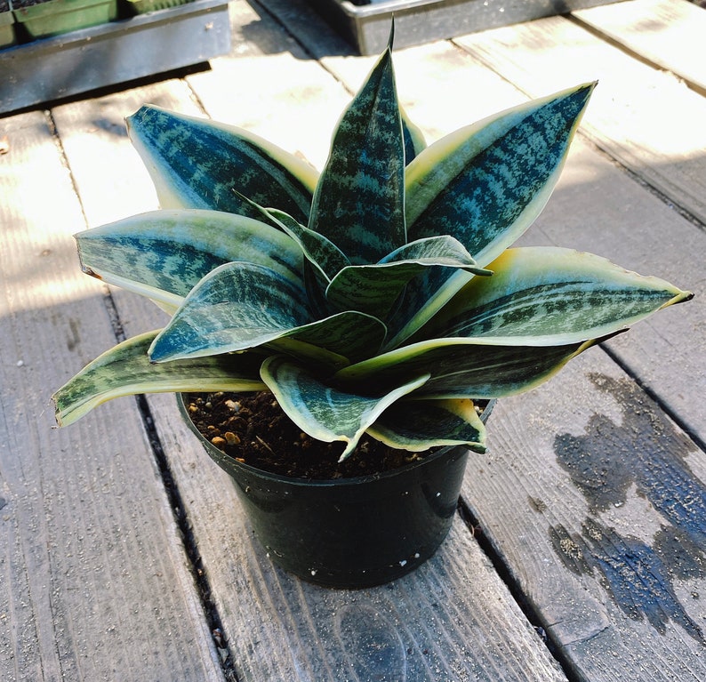Snake plant variegated fresh healthy Show 1 gallon pot Etsy Snake plant variegated fresh healthy Show 1 gallon pot Etsy