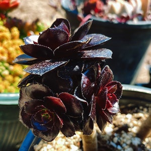 Rare Imported Succulent Korea Aeonium Zwartkop Black Rose - Etsy