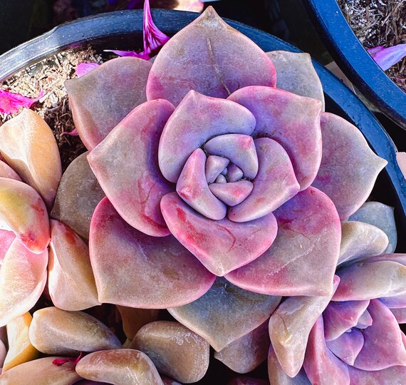 PURPLE SKY 様10点おまとめ依頼 Lier.succulent多肉植物 Lier.succulent株式会社（公式ホームページ）