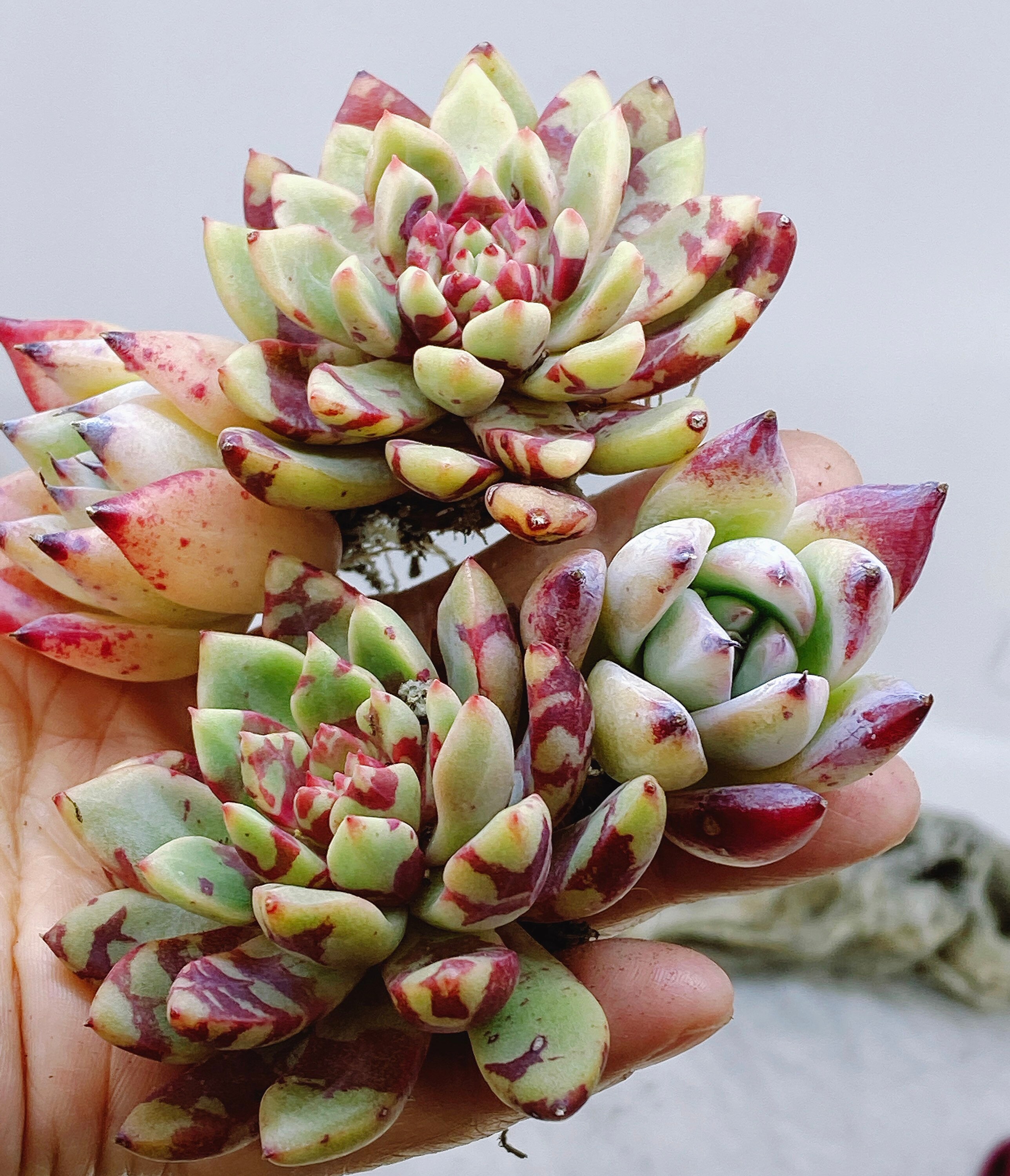 Rare Succulent Imported echeveria Bloody Yan aka jelly jam Etsy