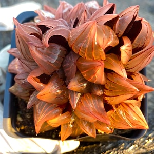 May include: Close-up of a succulent plant with translucent, reddish-orange leaves. The leaves have dark red veins and are arranged in a rosette shape. The plant is in a dark blue plastic pot, showcasing the plant's vibrant colors.