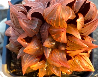 Rare Succulent: Imported Haworthia Watermelon cluster HUGE 3.5&quot;pot    live plant houseplant