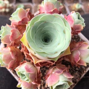 Rare Succulent: Imported mountain rose live pink yellow colorful rose  Greenovia rosé  hybrid Rose CUTTING ONLY  live plant houseplant