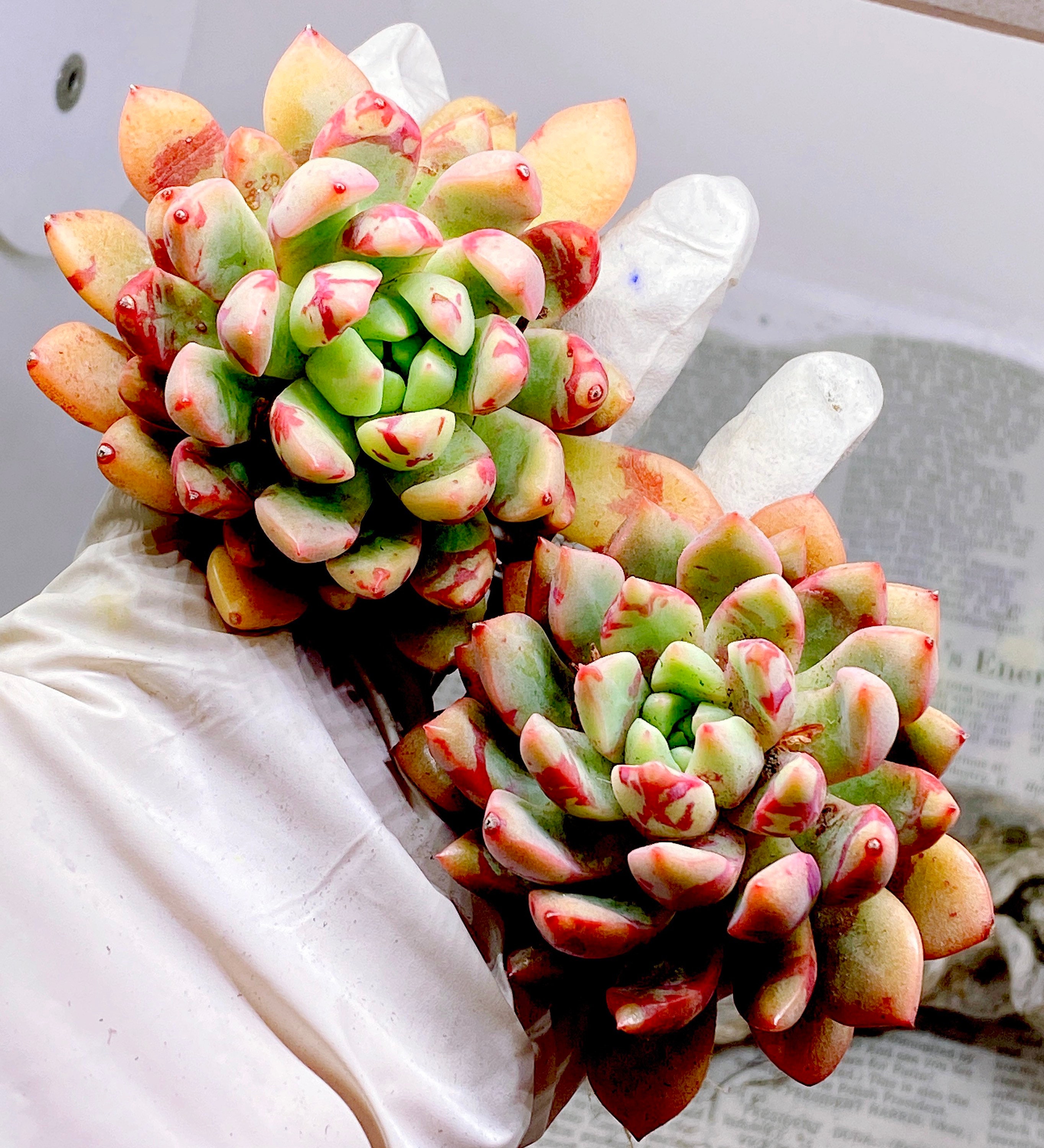 rare Korean import Echeveria Bloody Yan Plants Outdoor & Gardening ...