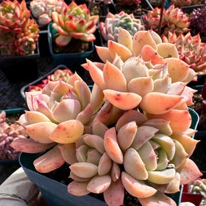 Rare succulent: imported hybrid Echeveria Pink Bowknat HUGE  cluster live plant houseplant