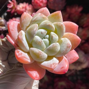 Rare Succulent: Imported   echeveria Snow Fairy thick powder pink live plant houseplant