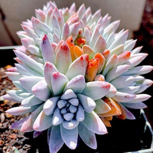 Rare Succulent: Imported Dudleya Gnoma S.W.McCabe (White chrysanthemum) cluster live plant houseplant
