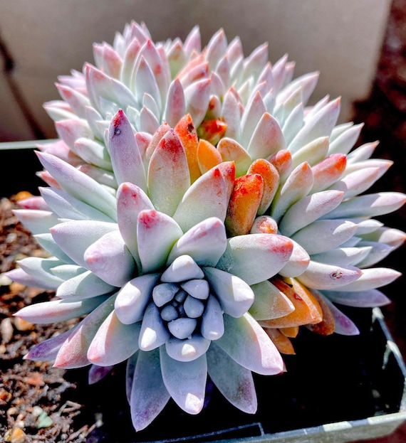 Rare Succulent: Imported Dudleya Gnoma S.w.mccabe (white