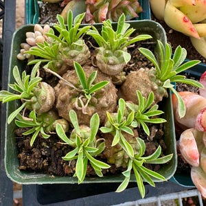 Rare Succulent: Euphorbia &#39;Cocklebur&#39; / Euphorbia bupleurifolia x susannae - Live Succulent 4” cluster live plant houseplant
