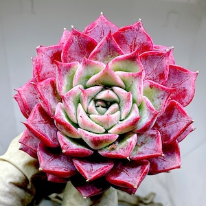 Rare Succulent: Imported Succulent Korean echeveria Blush  live plant houseplant