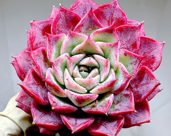 Rare Succulent: Imported Succulent Korean echeveria Blush  live plant houseplant