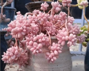 Rare Succulent: Imported Succulent  Graptopetalum Mendozae pink live plant houseplant