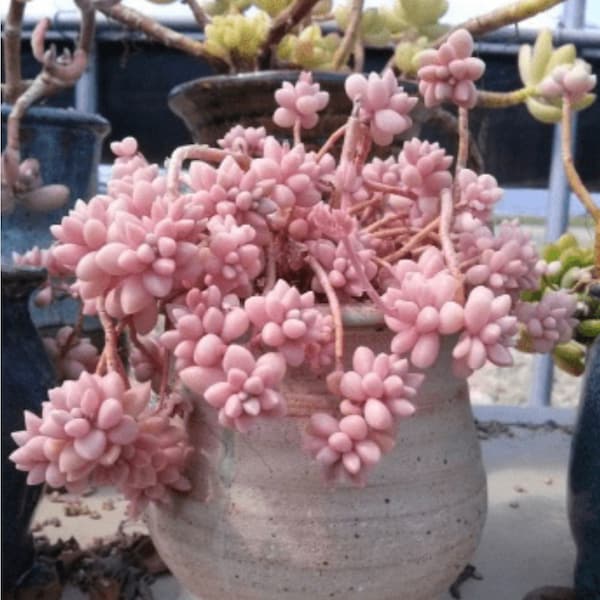 Rare Succulent: Imported   Graptopetalum Mendozae pink live plant houseplant GREEN in summer