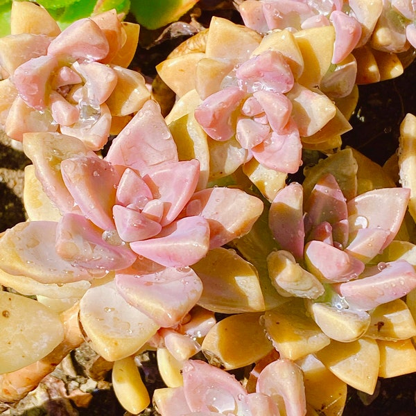 Pink beauty succulent Graptopetalum Victor Kane live plant houseplant