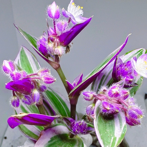 Beautiful succulent: Tradescantia Nanouk Wandering Jew (Available Deal--buy 5get 3 free =8 cuttings)purple arrangement live plant houseplant