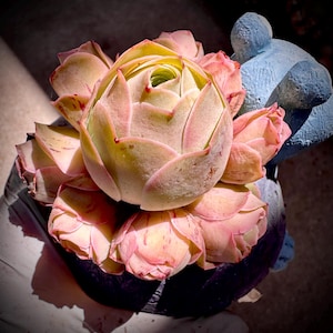 Rare Succulent: Imported greenovia mountain rose live rose  Golden Palma hybrid 3.5” 9 heads cluster pink  live plant houseplant no pot