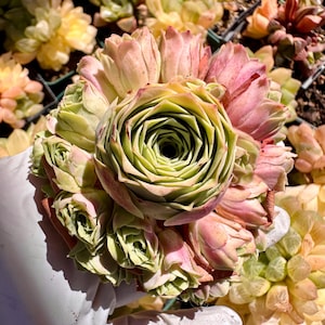 Rare Succulent: Imported greenovia mountain rose live rose hybrid Pink Summer huge cluster ~ 4” pink MANY MANY heads  live plant houseplant