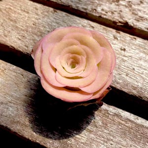 Rare Succulent: Imported  pink rose Real plants, Greenovia Aurea sp Pink Jade (Coloured Glaze ) Queen Mountain Rose,  live plant houseplant