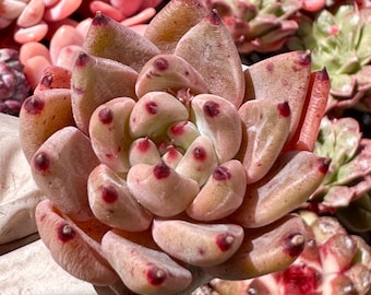 Rare succulent: Imported  agavoides echeveria Magic Bell live plant houseplant