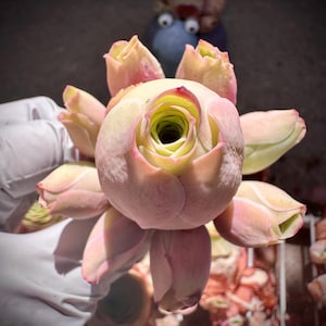 Rare Succulent: Imported greenovia mountain rose live rose  Pink Palma hybrid 3” cluster pink  live plant houseplant