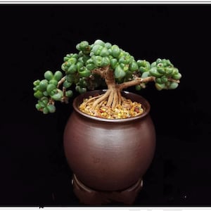 Rare Succulent: Cool beautiful succulent Astridia velutina string  variegated live plant houseplant bonsai favorite NO POT