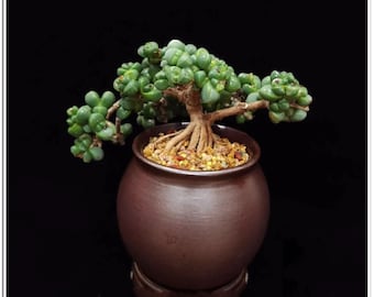 May include: A small succulent plant with green leaves growing in a brown ceramic pot. The plant has a bonsai style with a thick trunk and many branches.