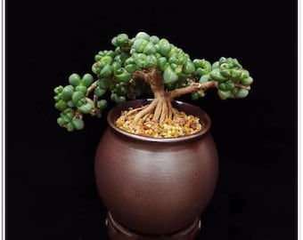 Rare Succulent: Cool beautiful succulent Astridia velutina string  live plant houseplant bonsai favorite